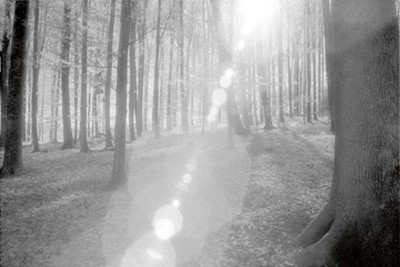 Martin Steiner, Wald (Wald, Bäume, Sonnenlicht, Lichtstrahl, Photokunst, Wunschgröße, Wohnzimmer,  schwarz- weiß,)