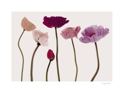 Katja Marzahn, COLOURFUL POPPIES (Mohnblumen, rosa/rot, Blumen, Blütenstängel, Studie, Botanik, Malerei, Schlafzimmer, Treppenhaus, bunt)