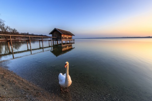 Markus Scholz, Schwan am Ammersee (Schwan, Steg, Bootshaus, Bergsee, Natur, Bayern, Deutschland, Sonnenuntergang, Stille, Entspannung, Ruhe, Einsamkeit, Landschaftsfotografie, Wohnzimmer, Treppenhaus, Wunschgröße, bunt)