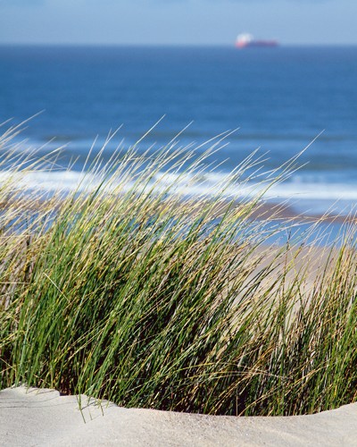 Matthias Weber, Elyme des sables (Fotografie, Photografie, Meeresbrise, Landschaft, Meer, Düne, Dünengras, Sand, Wellen, Horizont, Badezimmer, bunt)