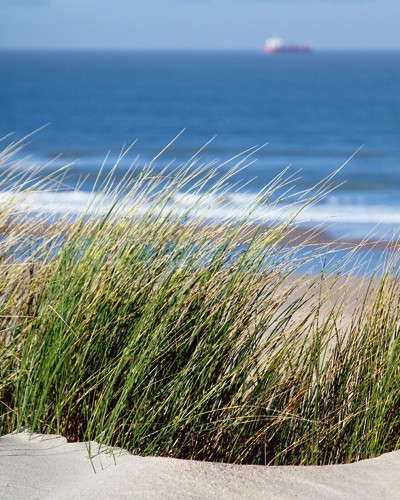 Matthias Weber, Elyme des sables (Fotografie, Photografie, Meeresbrise, Landschaft, Meer, Düne, Dünengras, Sand, Wellen, Horizont, Badezimmer, bunt)