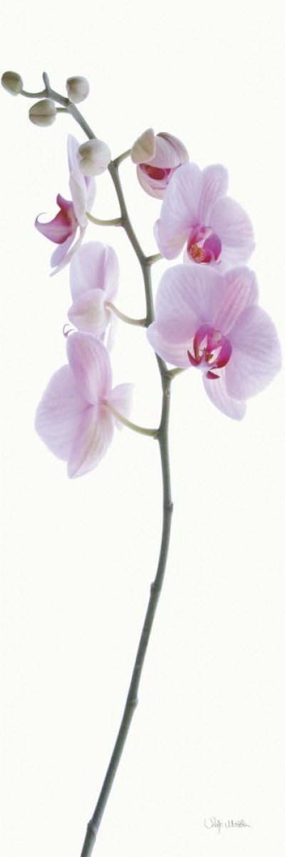 Katja Marzahn, PINK ORCHID (Orchidee, Blütenstängel, rosa, Blume, Eleganz, Studie, Botanik, Malerei, Schlafzimmer, Treppenhaus, bunt)