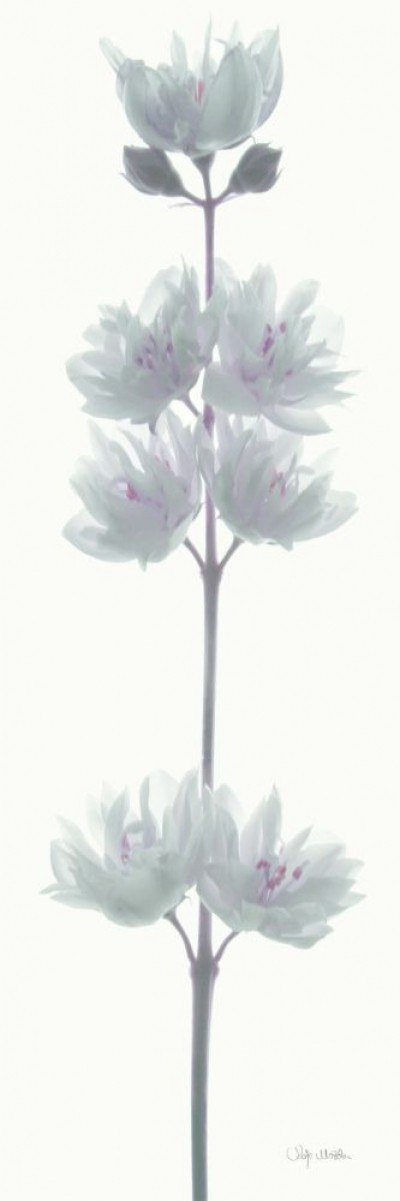 Katja Marzahn, WHITE FLOWER (Blütenstängel, Blume, Pflanze, Studie, Botanik, Malerei, Schlafzimmer, Treppenhaus, grau)