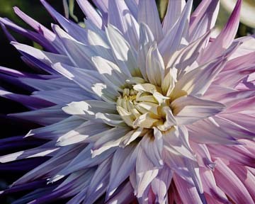 Michael Schuh, Another Dazzling Dahlia (Dahlie, Blume, Blüte, Blütenblätter, Nahaufnahme, Floral, Fotorealismus, Malerei, Wunschgröße, Wohnzimmer, Treppenhaus, buntfliederfarben)