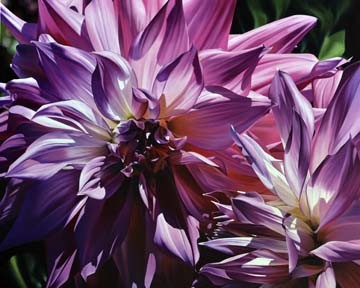 Michael Schuh, Dueling Dahlias (Dahlie, Blume, Blüte, Blütenblätter, Nahaufnahme, Floral,Fotorealismus, Malerei, Wunschgröße, Wohnzimmer,  Treppenhaus, violett)