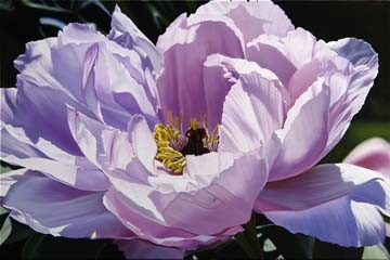 Michael Schuh, The Awakening (Blume, Blüte, Blütenblätter, Nahaufnahme, Floral, Fotorealismus, Malerei, Wunschgröße, Wohnzimmer, fliederfarben)