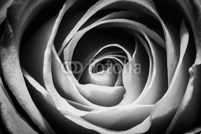 mjmarkovitch, Midnight Rose (rose, schwarz, weiß, grau, blume, dunkel, ruhi)
