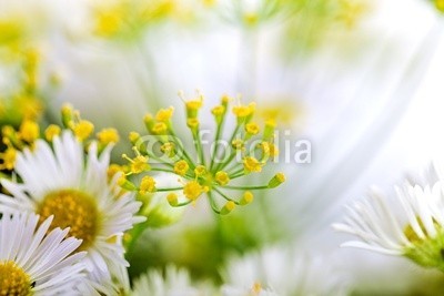 Nailia Schwarz, Dill und Gänseblümchen (Wunschgröße, Fotografie, Kräuter, Dill, Geschmack, Gewürze, Gesundheit, Ernährung, Kochen, Küche, Esszimmer, Gastronomie, bunt)