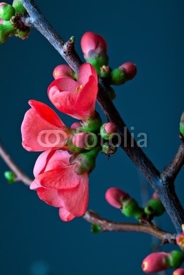 Nailia Schwarz, Kirschblüten (kirschblüte, kirschblüte, kirsche, blume, blume, kirschbaum, bäume, ast, ast, rot, pastell, hübsch, natur, blühen, erbluhen, frühling, frühling, knospe, frisch, intensi)