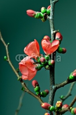 Nailia Schwarz, Kirschblüten (kirschblüte, kirschblüte, kirsche, blume, blume, kirschbaum, bäume, ast, ast, rot, pastell, hübsch, natur, blühen, erbluhen, frühling, frühling, knospe, frisch, intensi)