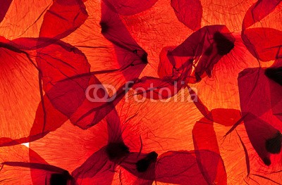 Nailia Schwarz, Rote MohnblumenblÃ¤tter (mohn, mohn, petal, petal, muster, hintergrund, menge, haufen, leuchttisch, weiÃŸ, weiÃŸ, blume, blume, rot, natur, knospe, tage, malen, flora, idyllisch, hÃ¼bsch, schÃ¶nheit, elegant, stengel, spie)