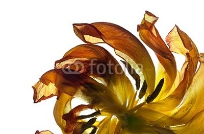 Nailia Schwarz, TulpenblÃ¤tter (tulpe, tulpe, gelb, blume, blume, blatt, petal, petal, hintergrund, floral, leuchttisch, menge, faded, verwelkt, grÃ¼n, muster, lich)