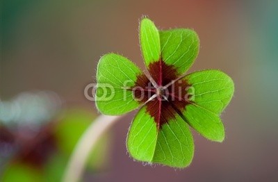 Nailia Schwarz, Vierblättriges Kleeblatt (Wunschgröße, Fotokunst, vierblättriges Kleeblatt, Klee, Pflanze, Glück, Gesundheit, Symbol, Treppenhaus, Badezimmer, bunt)