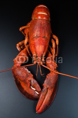 nanisimova, Cooked lobster (claw, cooked, crustacean, exotisch, fisch, essen, frisch, frische, feinschmecker, gesund, gesunde ernÃ¤hrung, hummer, organisch, meeresfrÃ¼chte, stilleben, studio, atelieraufnahme, ganz)