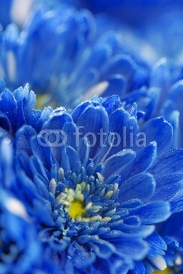 Natalia Klenova, blue flowers (kunst, kunstvoll, artwork, hintergrund, blau, karte, feier, stimmungsvoll, dahlia, element, fantasy, februar, festival, flora, floral, blume, geschenk, begrüssung, einladung, petal, präsent, romanze, stil, tapete, gel)