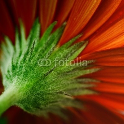 Natalia Klenova, daisy (viereck, hintergrund, schöner, schönheit, blühen, verdammt, blühen, botanisch, botanik, schließen, close-up, verfärbt, bunt, gänseblümchen, details, flora, floral, blume, frisch, garten, gerber, gerbera, geschenk, zuwachs, kopf, makro, natürlic)