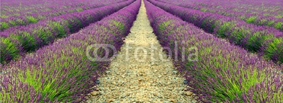 Natalia Klenova, lavender field (feld, hintergrund, frankreich, natürlich, ackerbau, stürmisch, lebendig, aroma, dramatisch, ernte, szenerie, sommer, provence, abend, blühen, abenddämmerung, veilchen, twilight, wolken, landschaft, jahreszeit, lavendel, lila, moody, england, mauv)