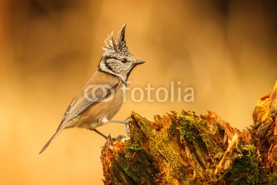 natureimmortal, Crested tit (wald, tier, aviär, schnabel, schöner, vögel, vogelbeobachtung, verzweigt, verfärbt, bunt, ökologie, umwelt-, europäisch, federn, gefiedert, heimat, little, moos, natürlich, natur, rot, sitzend, klein, singvogel, winzig, meise, baum, baumstam)