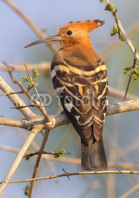 natureimmortal, Hoopoe (wiedehopf, südafrika, baum, barsch, vögel, federn, bergkamm, schnabe)