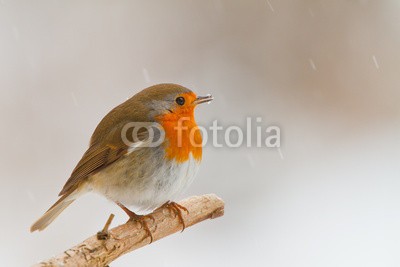 natureimmortal, Robin in winter (rotkehlchen, rot, brust, weihnachten, festlich, europäisch, europa, kohl, bavaria, winter, schnee, essen, ernährung, suchend, schauend, post, karte, verzweigt, barsch, log, frost, kalt, samen, füllen, blitz, meise, wildlife, vögel, wald, bau)