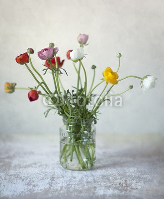 Nailia Schwarz, Stilleben mit Ranunkeln (hahnenfuss, asiatisch, rot, weiÃŸ, weiÃŸ, lila, rosa, blume, blume, stilleben, stilleben, blatt, blatt, blume, blÃ¼hend, details, frisch, frÃ¼hling, frÃ¼hling, intensiv, leuchten, leuchtend, schlieÃŸen, romantisch, hÃ¼bsch, lila, zerbrechlich, makr)