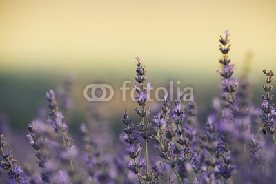 Natalia Klenova, lavender field (feld, hintergrund, frankreich, natürlich, ackerbau, stürmisch, lebendig, aroma, dramatisch, ernte, szenerie, sommer, provence, abend, blühen, abenddämmerung, veilchen, twilight, wolken, landschaft, jahreszeit, lavendel, lila, moody, england, mauv)