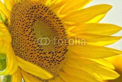 Natalia Klenova, sunflower (feld, grün, sonne, draußen, close-up, verdammt, wiese, klar, natürlich, ackerbau, floral, frühling, welt, petal, blume, gelb, leaf, kultur, botanisch, hell, sonnig, sonnenblume, ernte, kreis, orange, sommer, aussen, bauernhof, blühen, plantag)