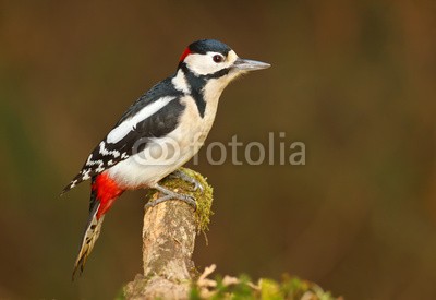 natureimmortal, Greater spotted woodpecker on mossy branch (nest, wildlife, lea)