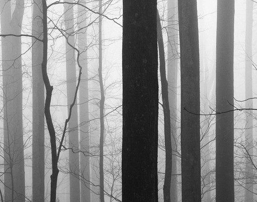 Nicholas Bell, Forest Code (Bäume,  Baumstämme, Silhouetten, Nebel, Dunst, Wohnzimmer, Treppenhaus, Schlafzimmer, Wunschgröße, Fotografie, schwarz/weiß)
