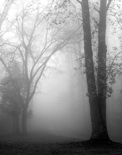 Nicholas Bell, November Fog (Bäume,  Wald, November, Nebel, Dunst, Wohnzimmer, Treppenhaus, Schlafzimmer, Wunschgröße, Fotografie, schwarz/weiß)