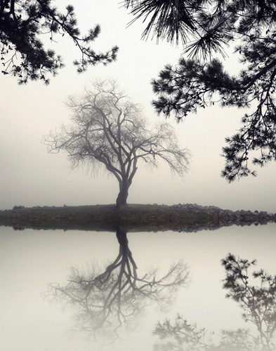 Nicholas Bell, Winter Willow (Baum, Teich, See, Insel, Silhouetten, Nebel, Dunst, Spiegelungen, Wohnzimmer, Treppenhaus, Schlafzimmer, Wunschgröße, Fotografie, schwarz/weiß)