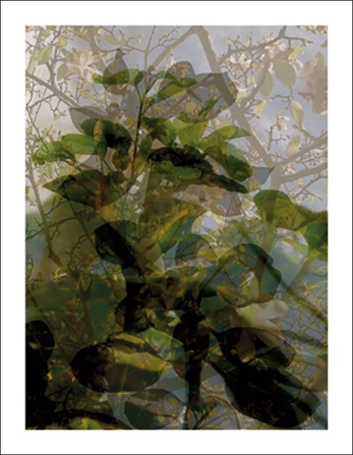 Nicolas Le Beuan Bénic, Vgtaux 16, 2008 (Modern, Photokunst, Fotokunst, Natur, Baum, Ast, Zweig, Blätter, Spiegelung, Reflexion, Licht, Schatten, blau / grün)