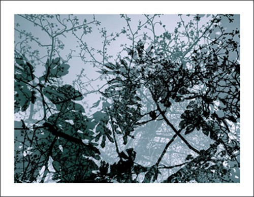 Nicolas Le Beuan Bénic, Vgtaux 17, 2008 (Modern, Photokunst, Fotokunst, Natur, Baum, Ast, Zweig, Blätter, Reflexion, Licht, Schatten, blau / grau / schwarz)
