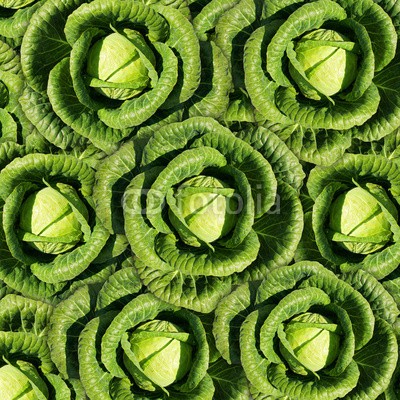 ninell, cabbage (abstrakt, ackerbau, vorspeisen, hintergrund, kohl, kreis, close-up, ernte, entwerfen, diät, abendessen, entladen, feeds, essbar, essen, frisch, voll, feinschmecker, grün, gesundheit, gesund, homegrown, horizontale, abbild, zutaten, küche, large, lea)