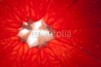 ninell, grapefruit (abstrakt, hintergrund, frühstücken, kreis, zitronen, zitrusgewächs, close-up, verfärbt, details, diät, essen, exotisch, essen, rahmen, frisch, frische, obst, pampelmusen, pampelmusen, gesundheit, gesund, gesund, zutaten, saftiges, makro, natürlic)