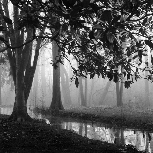 Nicholas Bell, Woodland No. 1 (Landschaft,  Bäume,  Wald, Bach, Nebel, Dunst, Wohnzimmer, Treppenhaus, Schlafzimmer, Wunschgröße, Fotografie, schwarz/weiß)