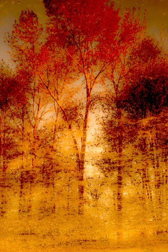 Norm Stelfox, Autumnal Grunge (Bäume, Wald, Herbst, Fotokunst, farbveränderung, modern, Wunschgröße, Wohnzimmer, Treppenhaus, gold/rot)