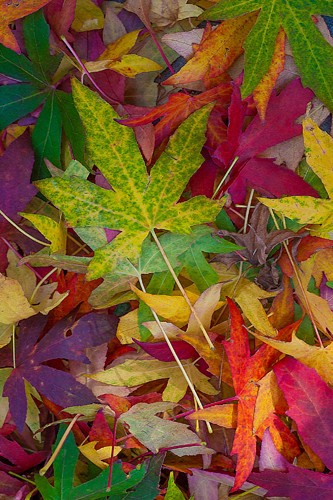 Norm Stelfox, Candy Leaves (Blätter, Blätterwald, Natur, Botanik, Baumblätter, Herbst, Fotografie, modern, Wunschgröße, Wohnzimmer, Treppenhaus, bunt)