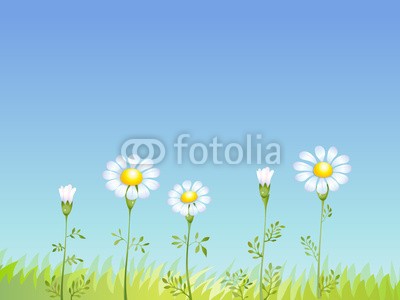 nuvolanevicata, margherite (gänseblümchen, blume, wiese, staat, natur, einfach, einfachheit, himmel, sommer, blume, frisch, natur, ökologie, sauber, frühling, zeichnung, vektor, blütenblätter, landschaft, frieden, reinigun)