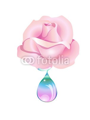nuvolanevicata, rosa goccia (rose, blume, perlen, wasser, natur, aroma, naturheilkunde, medikament, wesen, aroma, konzept, ideen, zeichnung, vektor, destillation, abstract, sexy, weiblic)