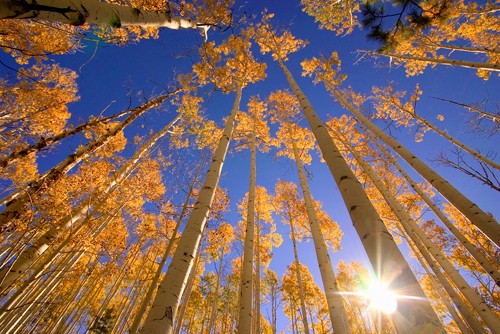 Dale O`Dell, Winter Aspens (Bäume, Birken, Winter, Jahreszeit, Perspektive, Untersicht, blauer Himmel, Wunschgröße, Wohnzimmer, bunt)