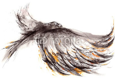 okalinichenko, bird (vögel, tier, adler, fliegender, flügel, haustier, ín, weiß, hoheitsvoll, federn, taube, körper, natur, beute, wildlife, exemplar, voll, freiheit, schwarz, grau, himmel, schutz, stück, raum, single, lange, sides, ökologie, höhe, luft, energi)