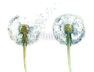 okalinichenko, couple od dandelions (pflanze, löwenzahn, samen, natur, fliegender, blume, zerbrechlichkeit, niemand, wind, sommer, zuwachs, flaumig, freiheit, stengel, isoliert, botanik, biologie, single, beruhigt, weiß, szene, horizontale, life, spore, stempel, verfärbt, hintergrun)
