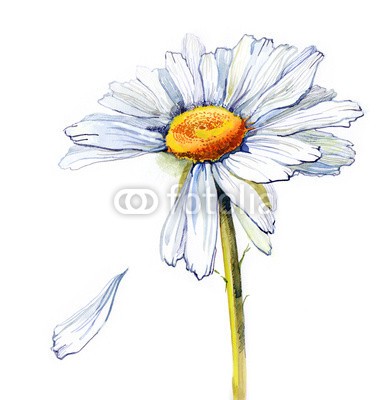 okalinichenko, Daisy (blütenblätter, blume, gänseblümchen, single, ín, gelb, liebe, glück, gänseblümchen, verfärbt, hintergrund, romanze, abbild, isoliert, weiß, kopf, objekt, sunlight, non, niemand, grün, lawn, heranwachsender, tage, horizontale, entscheidun)