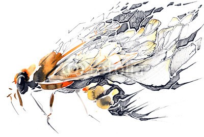okalinichenko, insect (insekt, tier, biene, fliegender, weiß, haustier, ín, horizontale, gelb, 1, abbild, honig, schwarz, makro, bewegung, objekt, natur, aktion, scharf, braun, men at work, stinger, brennende, zeit, verfärbt, kunst, mobilität, abbildung, konzept, wildlif)