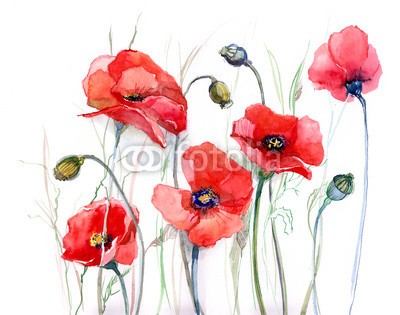 okalinichenko, poppy (blume, feld, sommer, mohn, schönheit, natur, floral, verfärbt, abbild, bett, rot, wildblume, szene, mustern, niemand, ackerbau, orientalisch, grün, blütenblätter, anblick, tage, horizontale, vektor, tiefe, gras, bauernhof, waffenstillstand, himme)