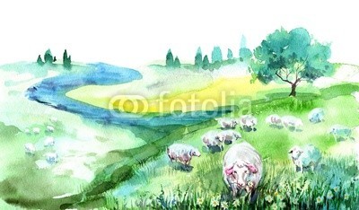 okalinichenko, sheep (ackerbau, grün, schaf, landlich, neu, szene, tier, wiese, tage, tier, reiseziel, life, region, licht, bauernhof, sicherheit, schutz, fleece, viehweide, gruppe, paddock, draußen, lush, kind, large, starren, insel, laubwerk, national, lamm, weiß, woll)