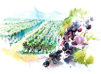 okalinichenko, vineyards (weinberge, weintraube, wein, wein, ackerbau, leute, essen, trinken, natur, grün, draußen, obst, industrie, szene, pflanze, landschaft, sunlight, tage, landlich, alkohol, leaf, ernte, sommer, himmel, landschaftlich, ernte, verfärbt, schönhei)