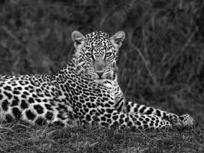 Xavier Ortega, Leopard Portrait (Leopard, Tierportrait, Raubkatze, Großkatze, Schönheit, edel, Fellmuster, Afrika, Tiere, Photokunst, Wohnzimmer, Arztpraxis, Treppenhaus, schwarz/weiß)