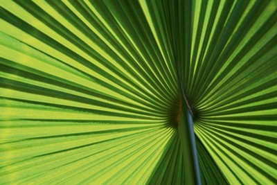 Ortwin Klipp, Leaf 1 (Fotokunst, Blatt, Palme, durchscheinend, Licht, Büro, Treppenhaus, Wohnzimmer, Wunschgröße, grün)